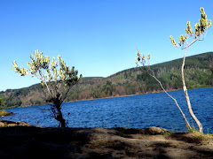Nuestro Lago Lleu-Lleu