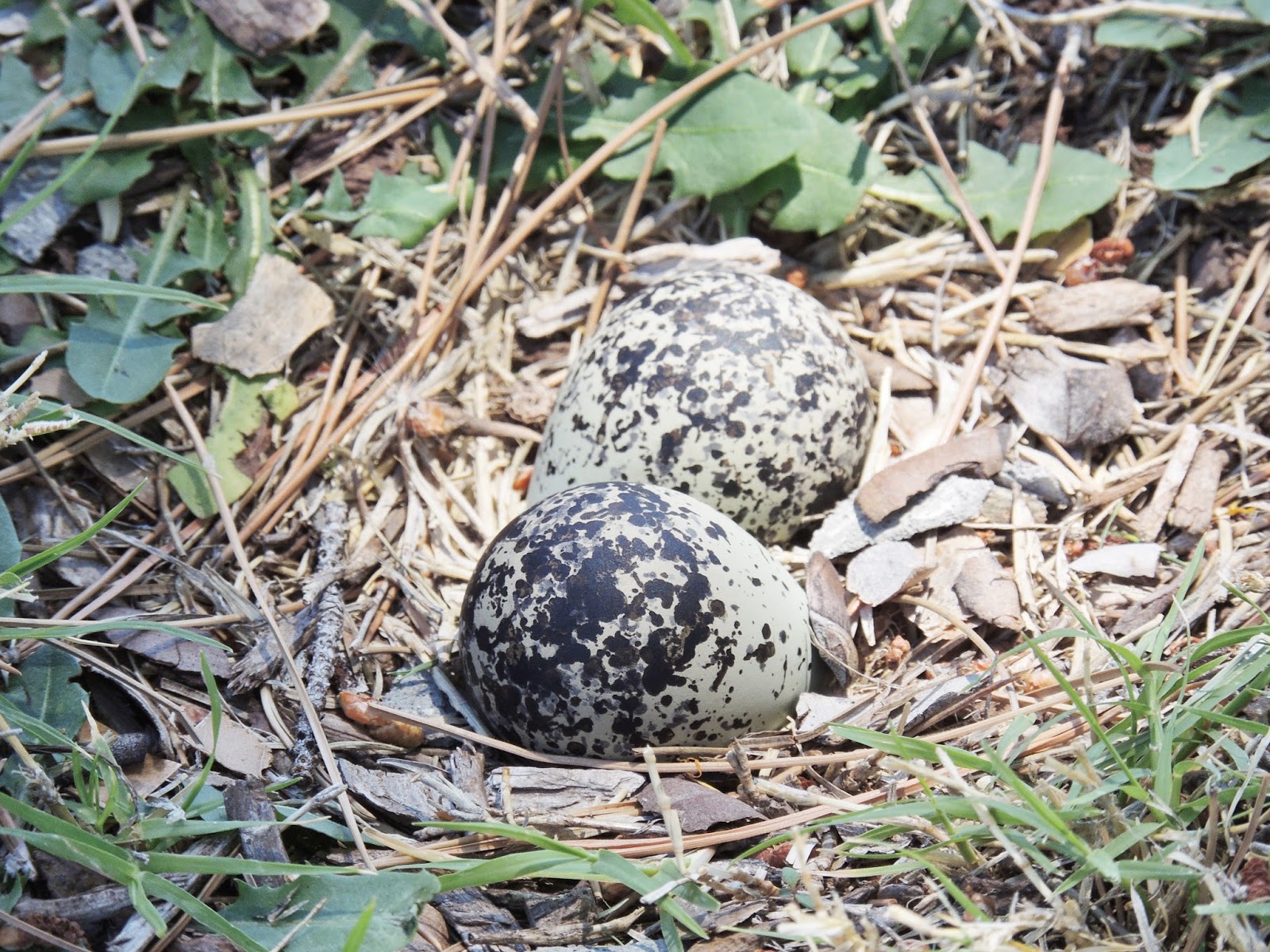Wildwestbirds Birds and recreation