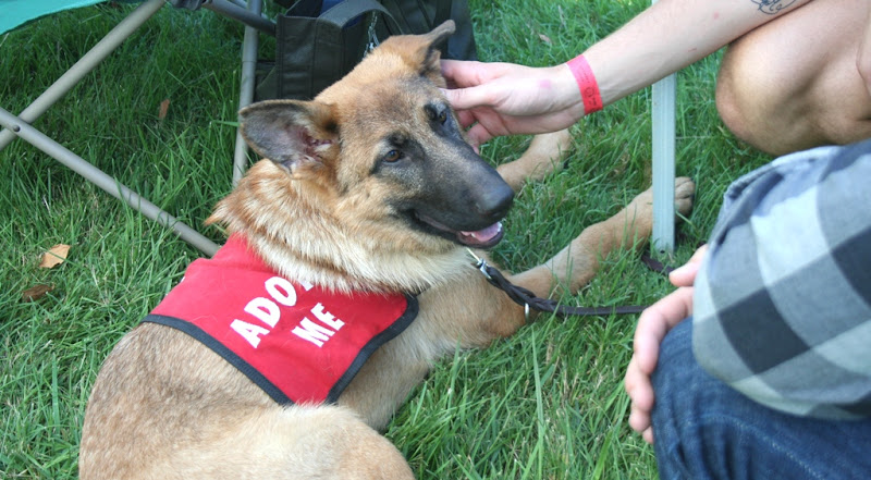 kira wearing red adopt me jacket, laying in grass, with several people bending over to pet her