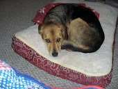 Rose On Her Oversized Dog Pillow