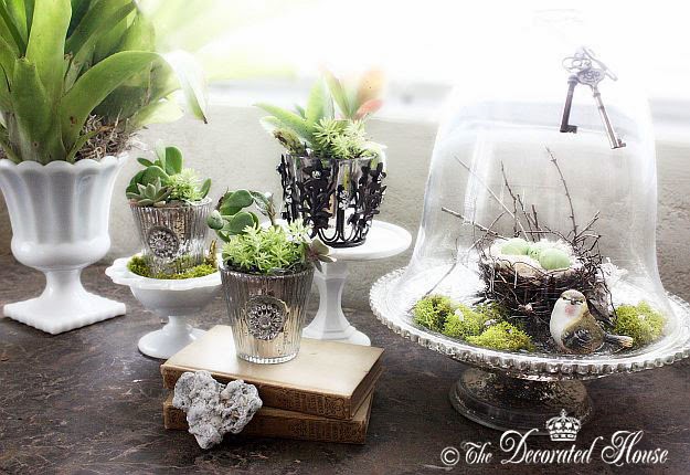 the decorated house decorating with succulents silver and how to create a succulent dish garden the decorated house decorating with succulents silver and how to create a succulent dish garden