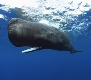 sperm whale