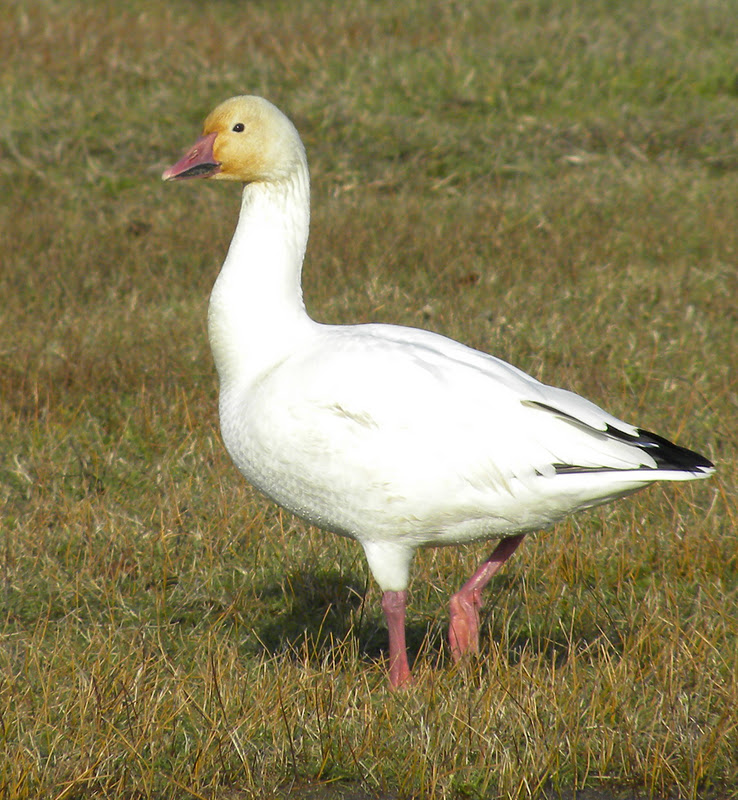 PS Whimsy Behind the Brush 20111127