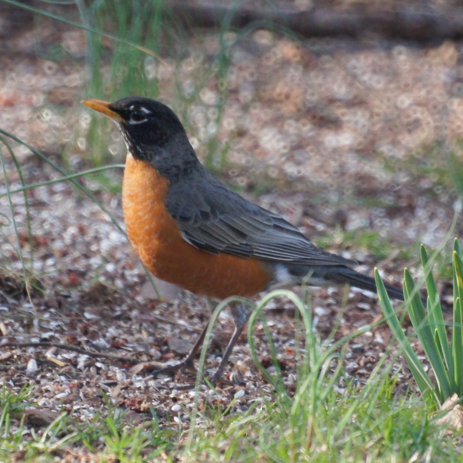 Early Spring Birds in New Jersey Robin and Redwinged Blackbird New