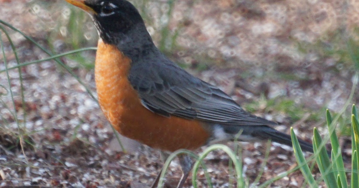 NJ Bird Photos: Birds of New Jersey: Early Spring Birds in New Jersey