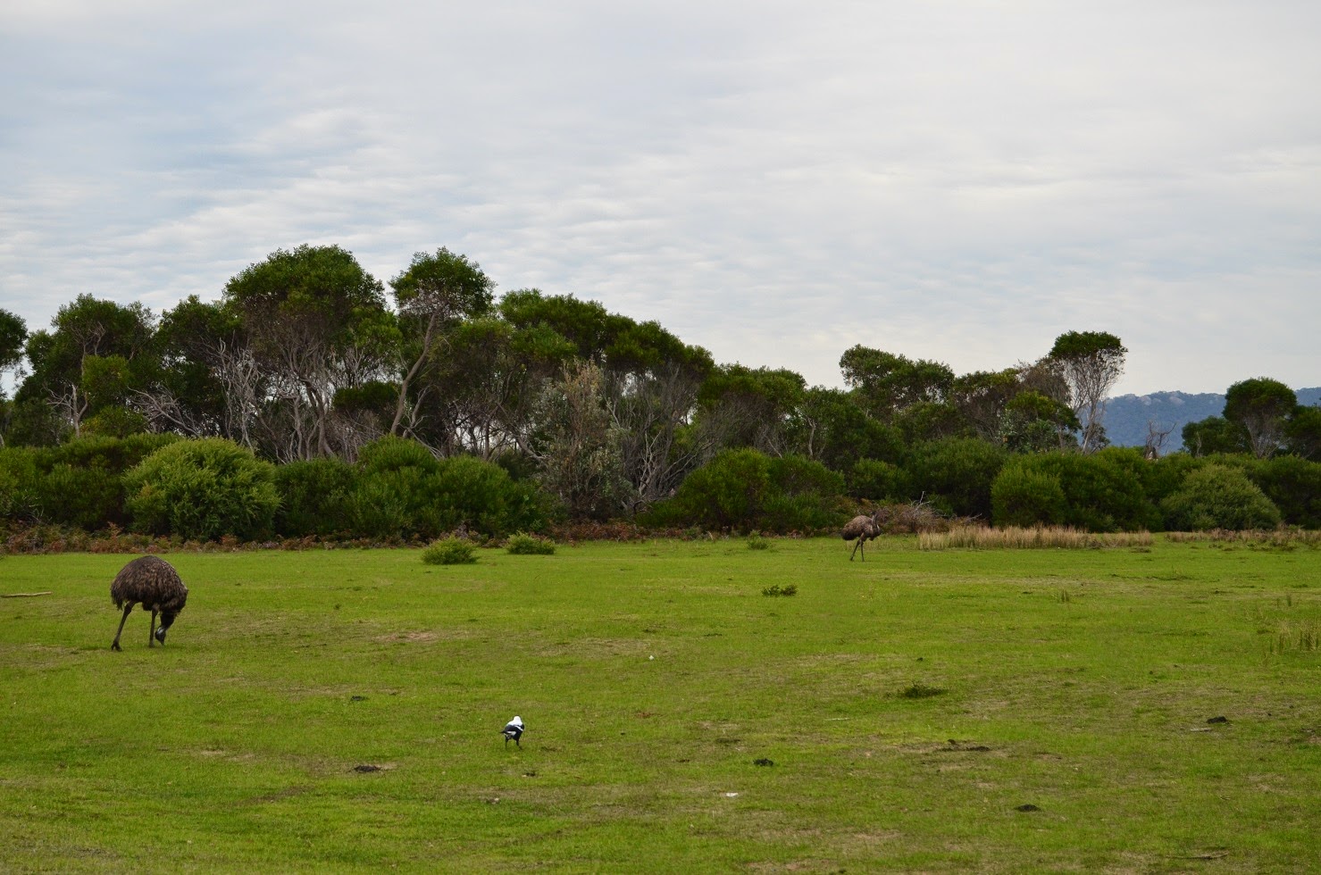 a heartful of headlessness. Arthur est un perroquet