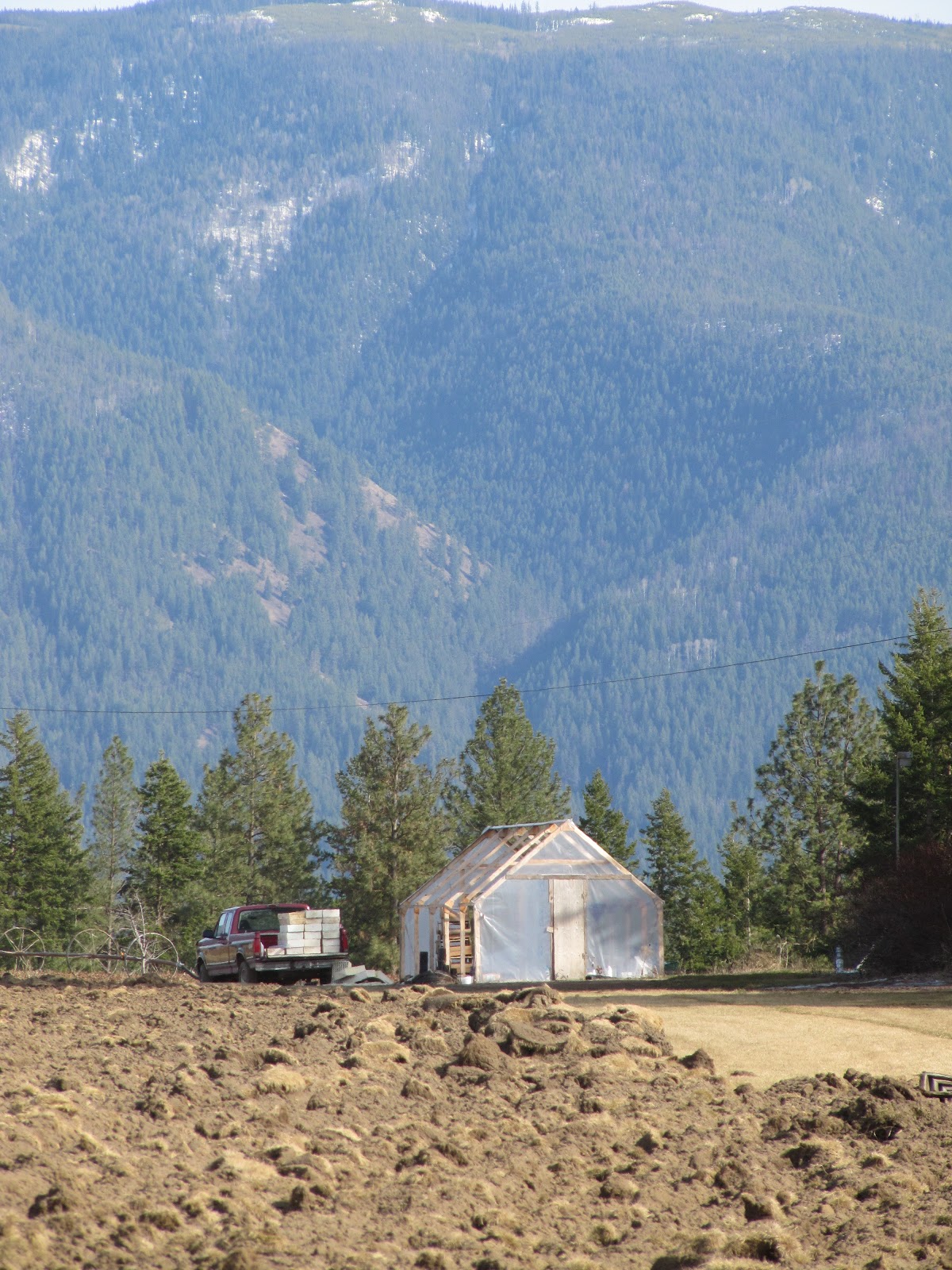 Okanagan Asparagus Farm Asparagus in Armstrong