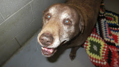 1/11/13 Is This Dog Still at The Gassing Shelter Beckley West Virginia?