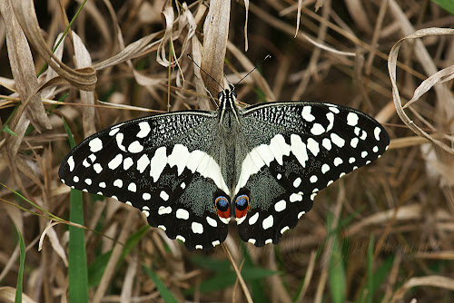 Papilio demodocus