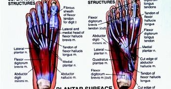 Gina McCafferty, LMT: Endurance Running: A Look at Anatomy, Foot Pain