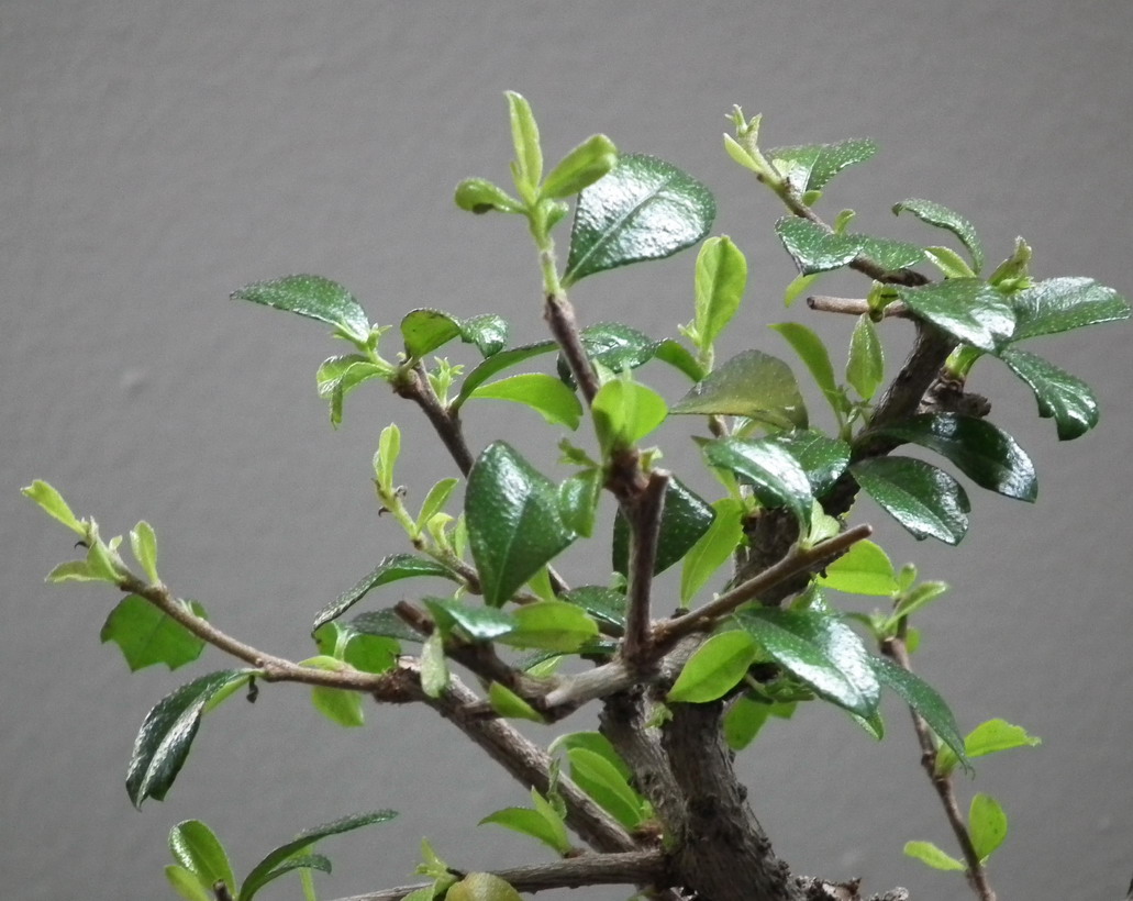 bonsai branches