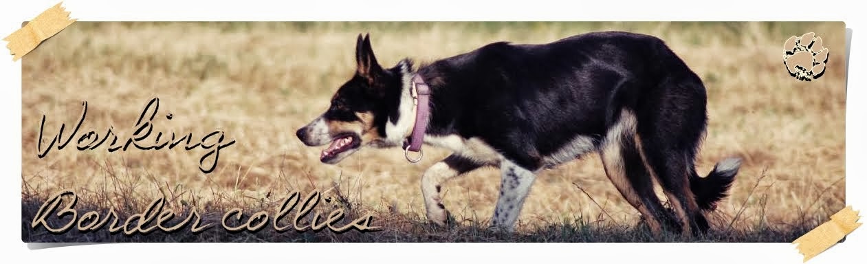 Working border collies