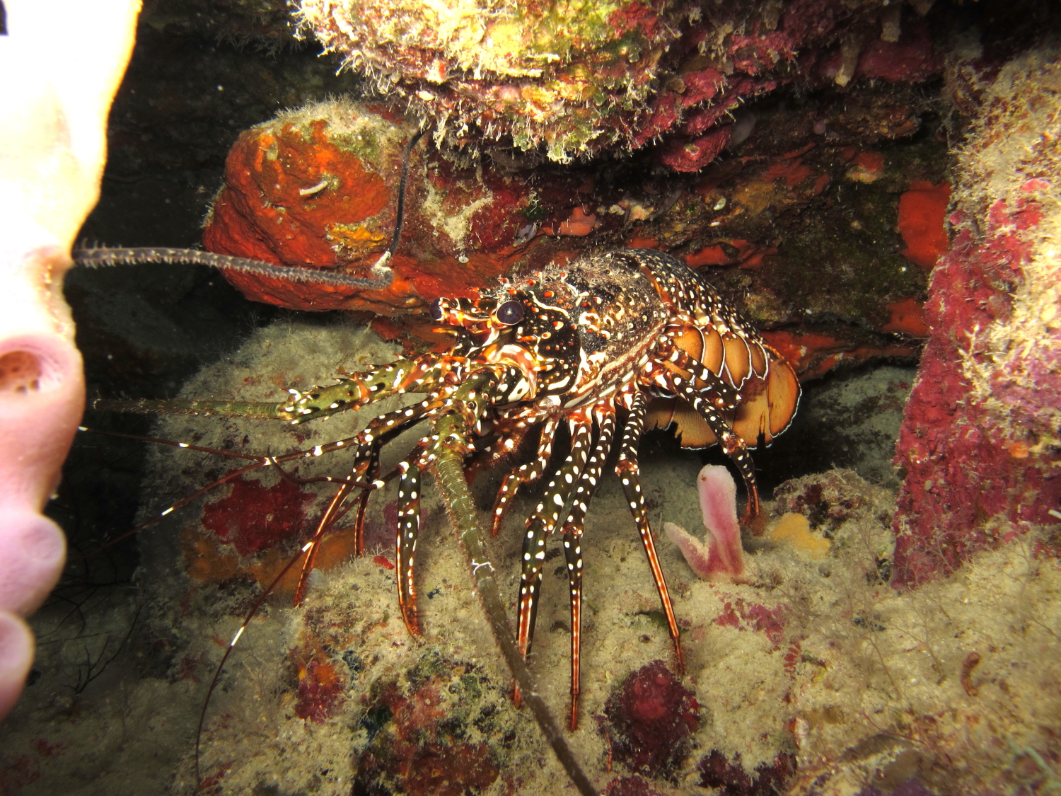 Rambling Jill Spotted spiny lobster