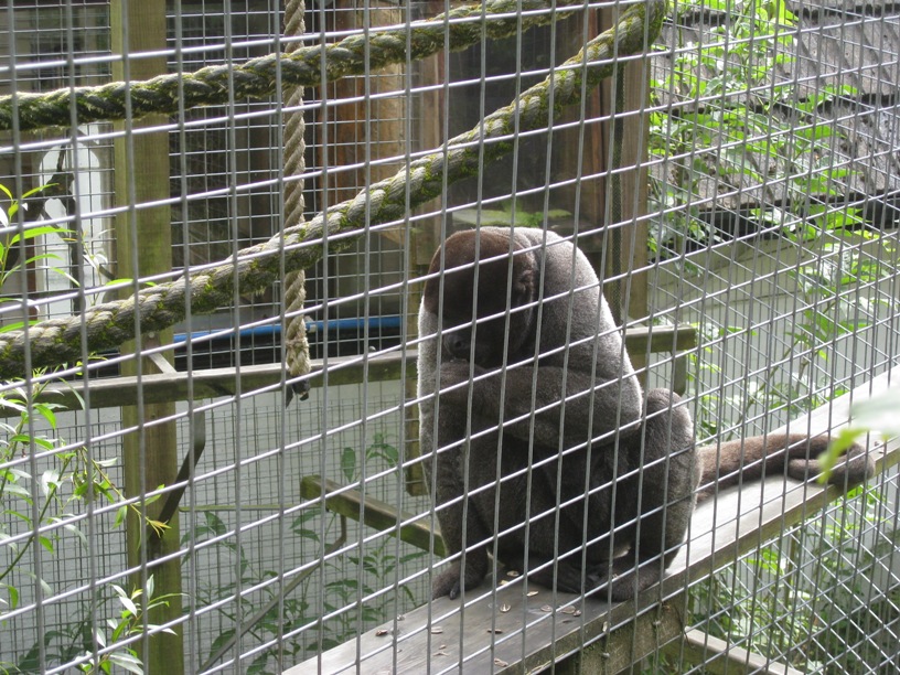 caniwalkmummy The Monkey Sanctuary, Looe, Cornwall