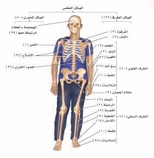 الهيكلي حماية الاعضاء وظيفة الطرية الجهاز ما هي