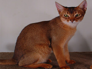 Abyssinian Cat Animal Pictures