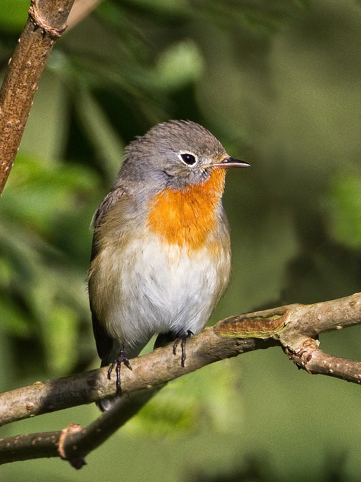 Martin's Sussex Birding Blog Redbreasted Flycatcher
