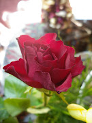 Rosa flor estalla. Una rosa nace, abraza la pared, le escribe. (imgp )