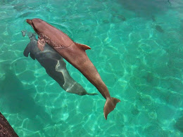 delfin islas del rosario