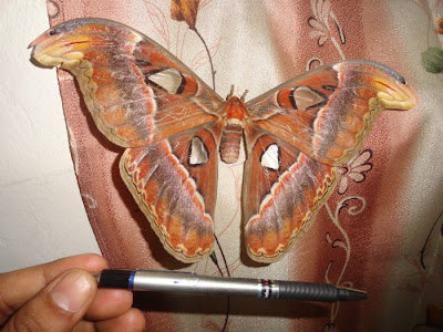Manoj S Musings Giant Atlas Moth In My Bedroom
