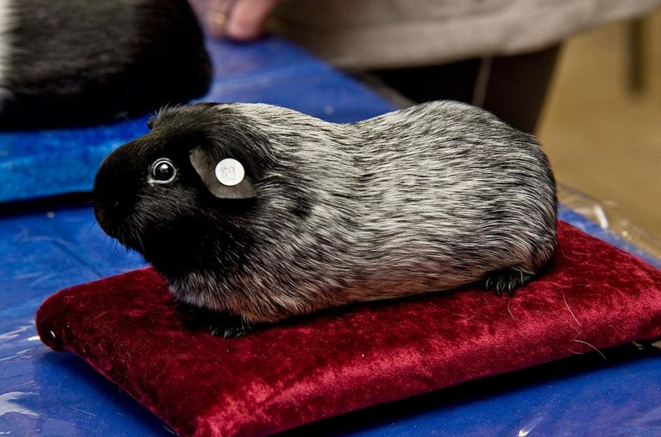 All Things Guinea Pig: Cavy Colours