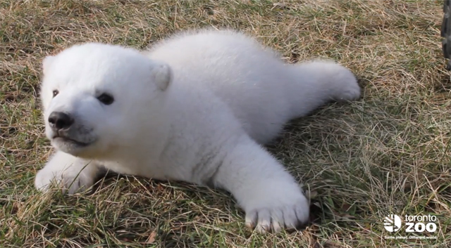 Urso polar de dois meses aprendendo a gatinhar