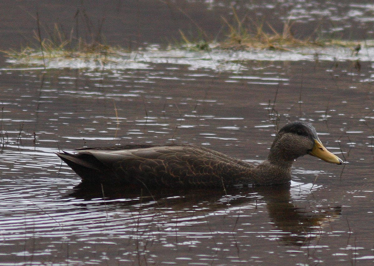 Black Duck