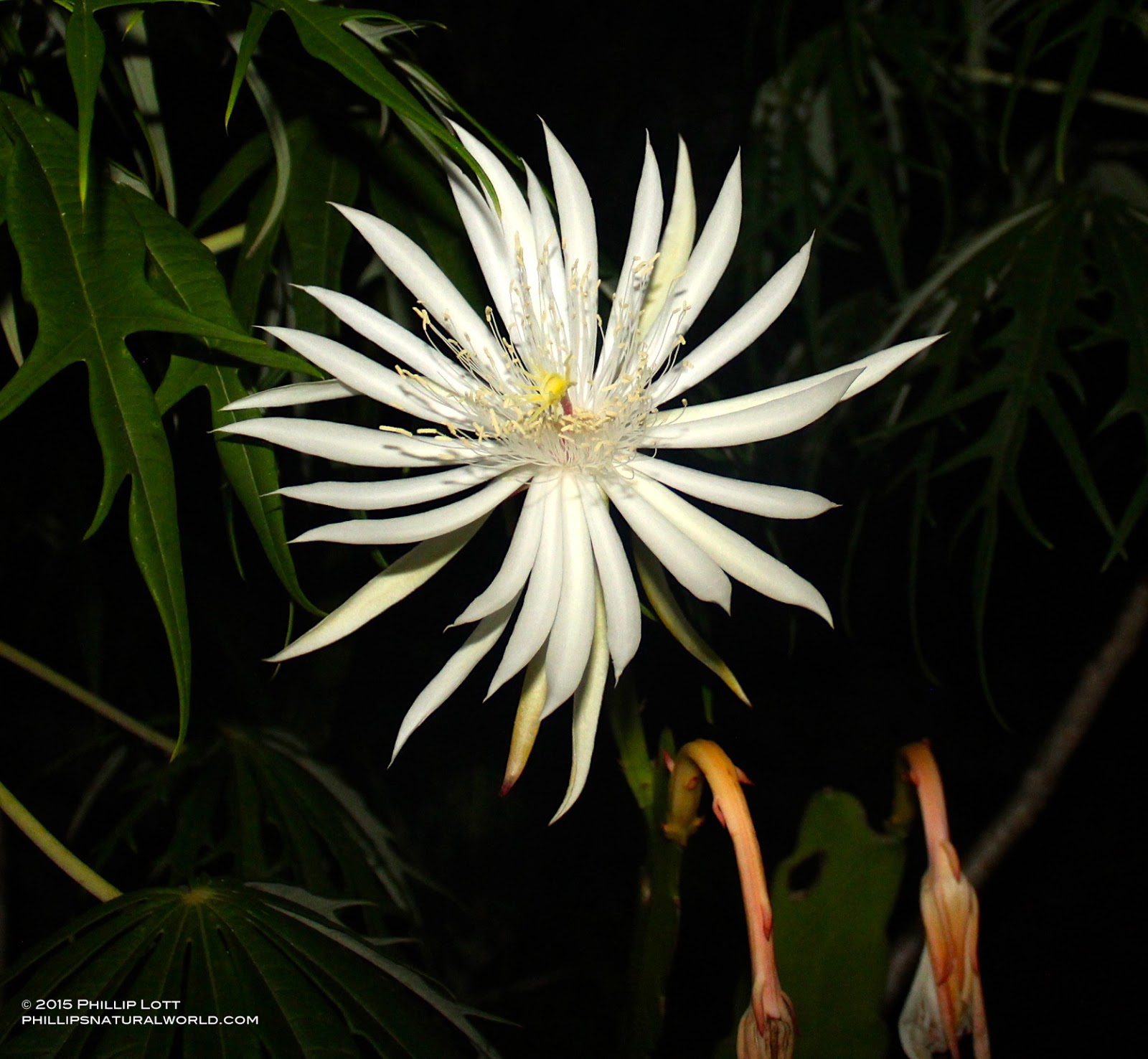 Dutchman's Pipe Cactus Phillip's Natural World
