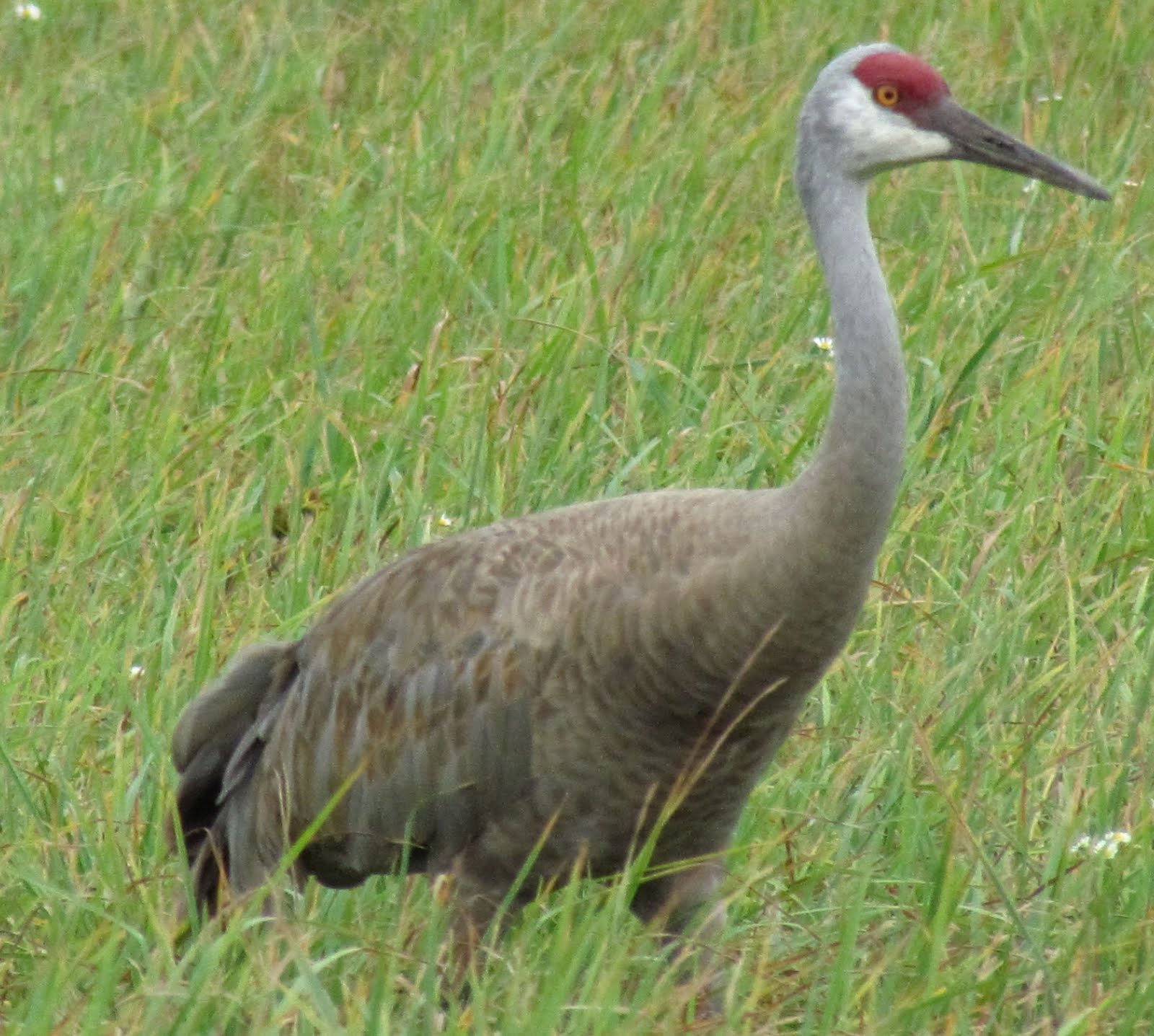 Pieceful Afternoon Wisconsin Sandhill Cranes