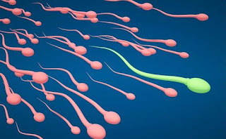 Proses Keluarnya Sperma Dari Penis