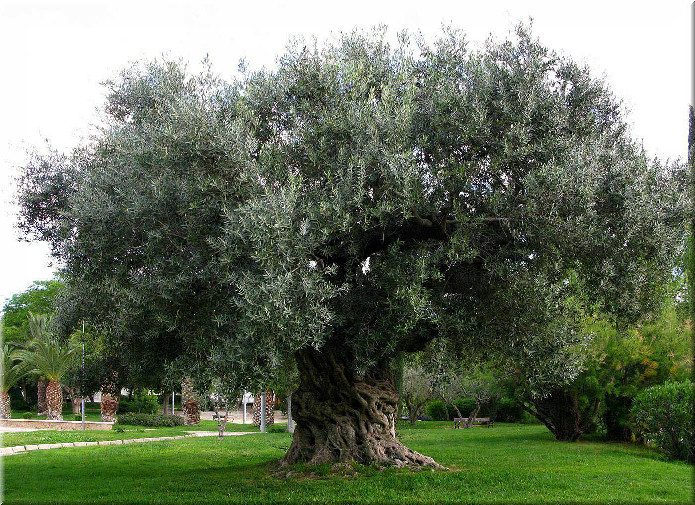 De Olivos - Taringa!