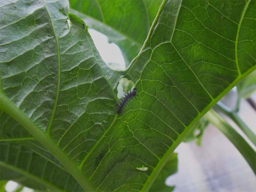 Schaeresteipapier August 2012