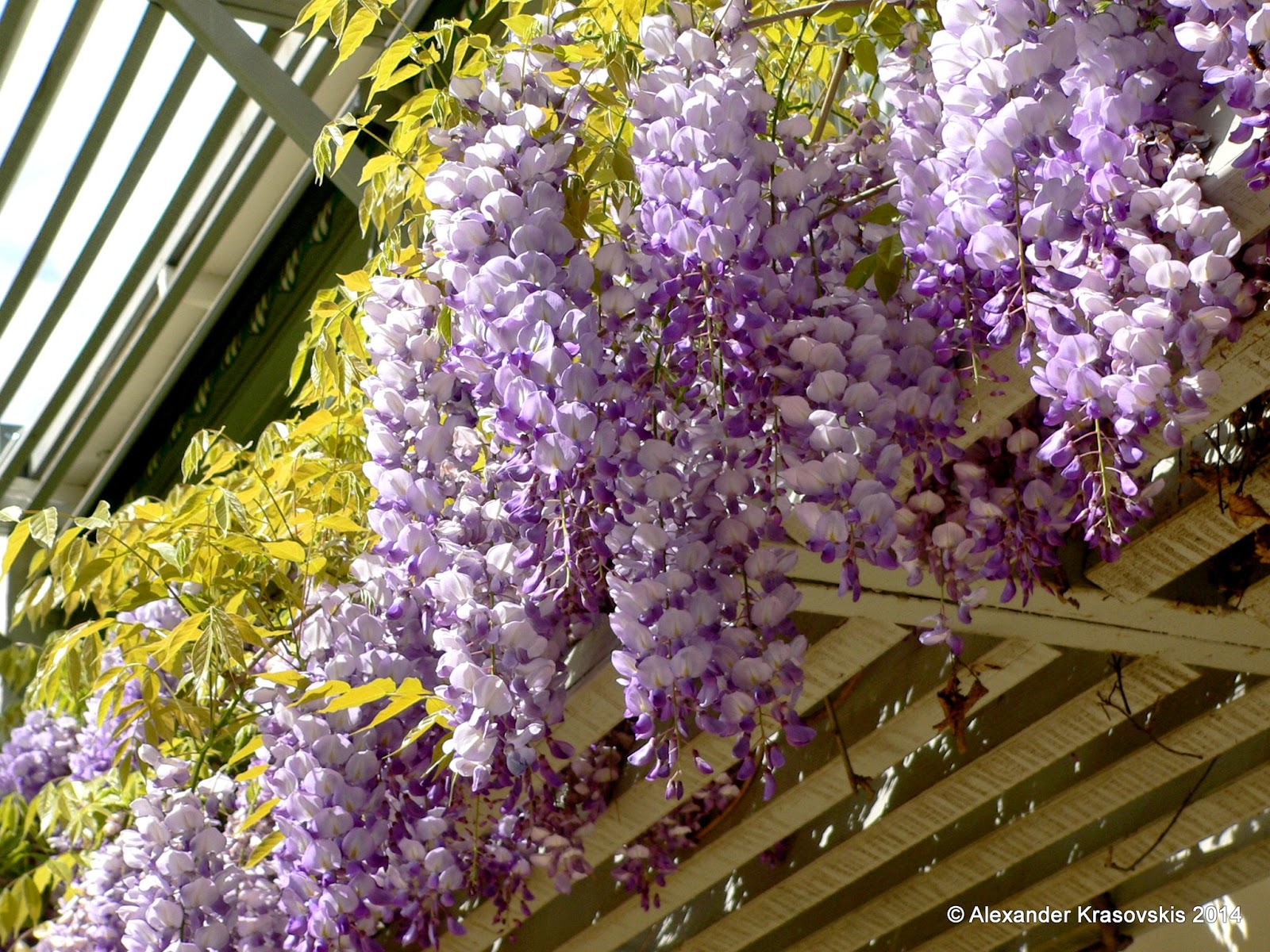 Aggregata Plants & Gardens Wisteria is a spectacular and fast growing climber