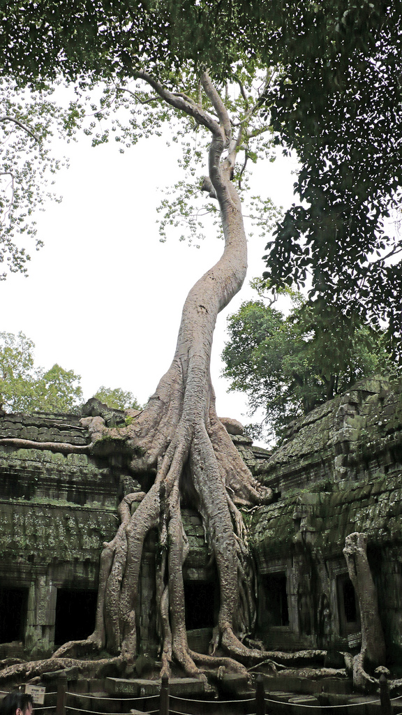 full-view-of-the-tree-at-angkor-wat.jpg