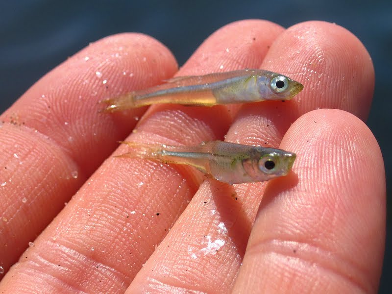 Nature on the Edge of New York City Plenty of Bay Anchovies in the Water