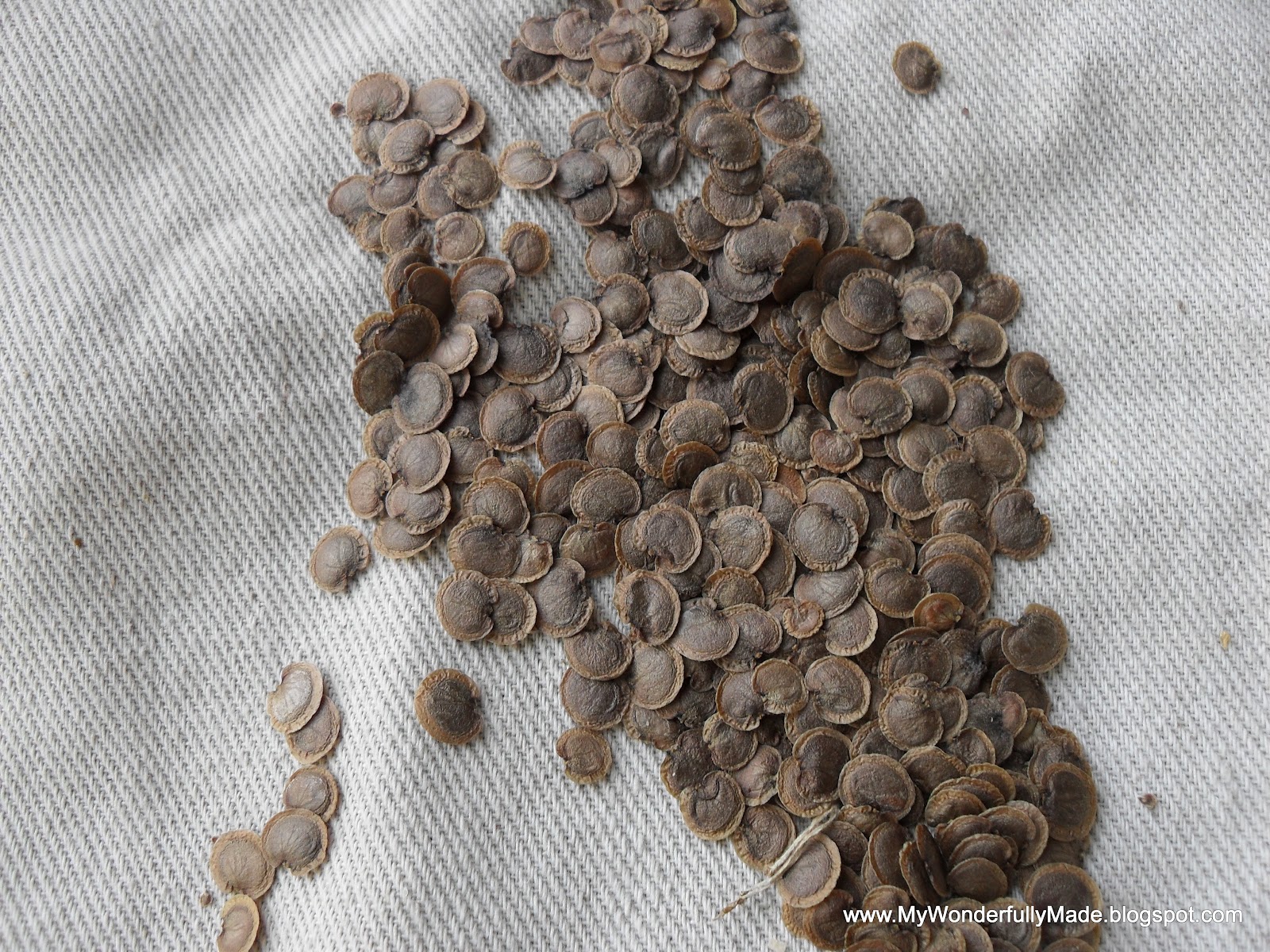 "Wonderfully Made" Money DOES Grow On Trees!