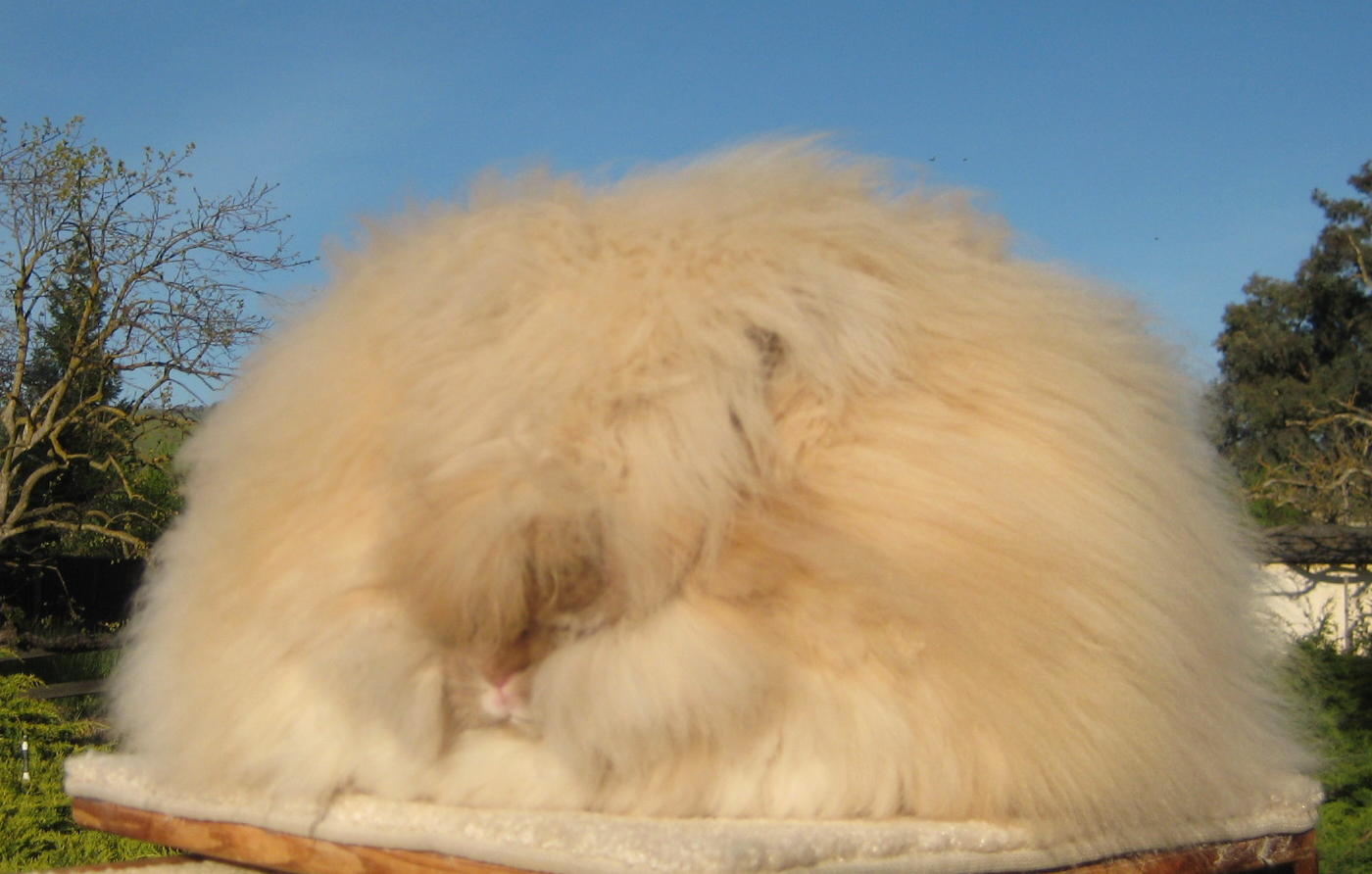 Mohair Rabbit