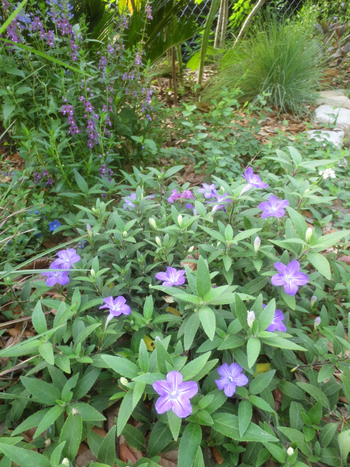 Tropical Texana JULY STALWARTS FLOWERS THAT BLOOM IN THE TEXAS FURNACE