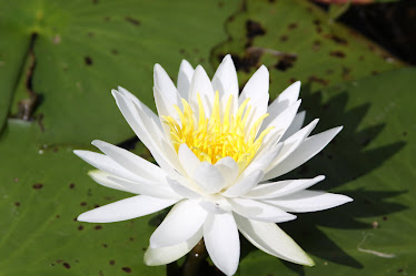 Water Lily