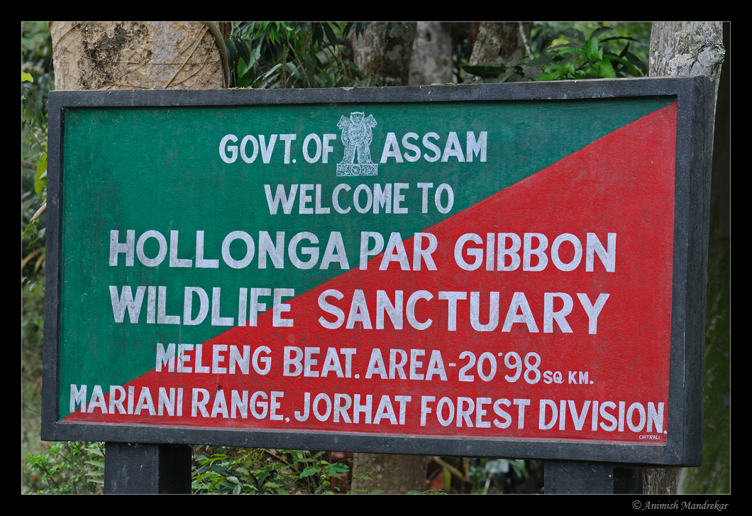 Butterfly Heaven in Hollongapar Gibbon Wildlife Sanctuary Butterfly Heaven in Hollongapar