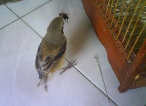 Cara Merawat Burung Cendet Anakan Yang Benar Kicaukan Klub