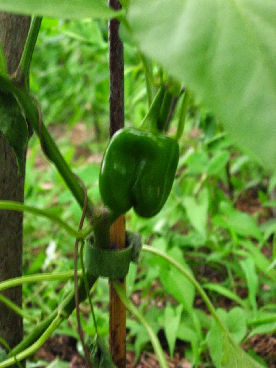 Peppers