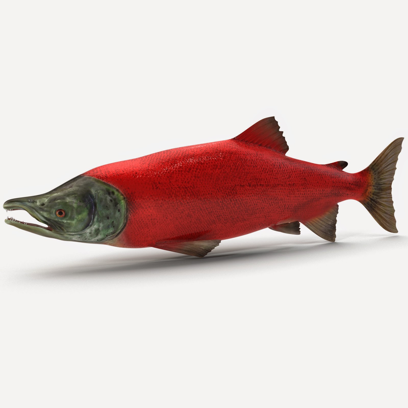Sockeye Salmon Fish 3d model