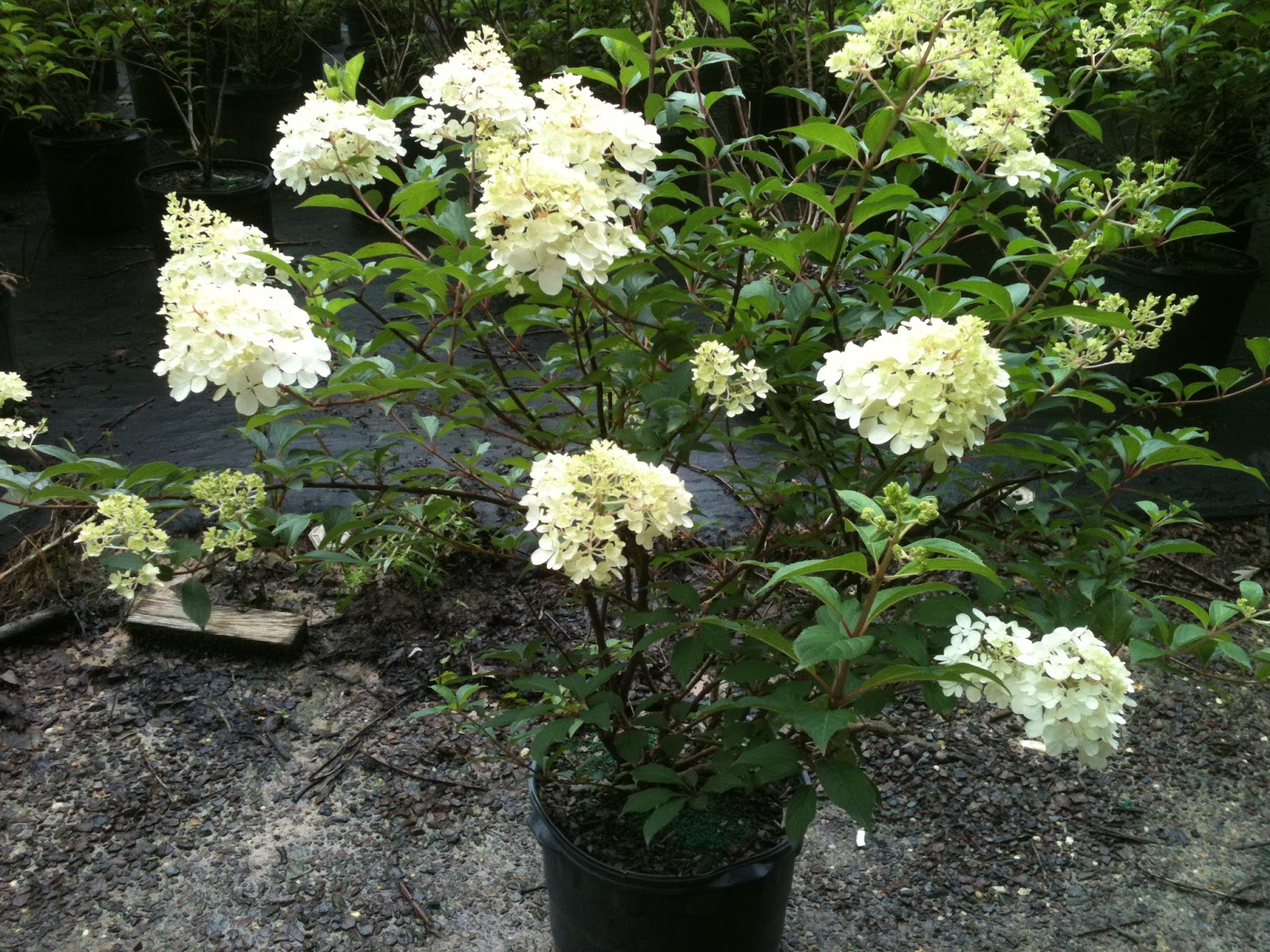 Snowhill Hydrangea
