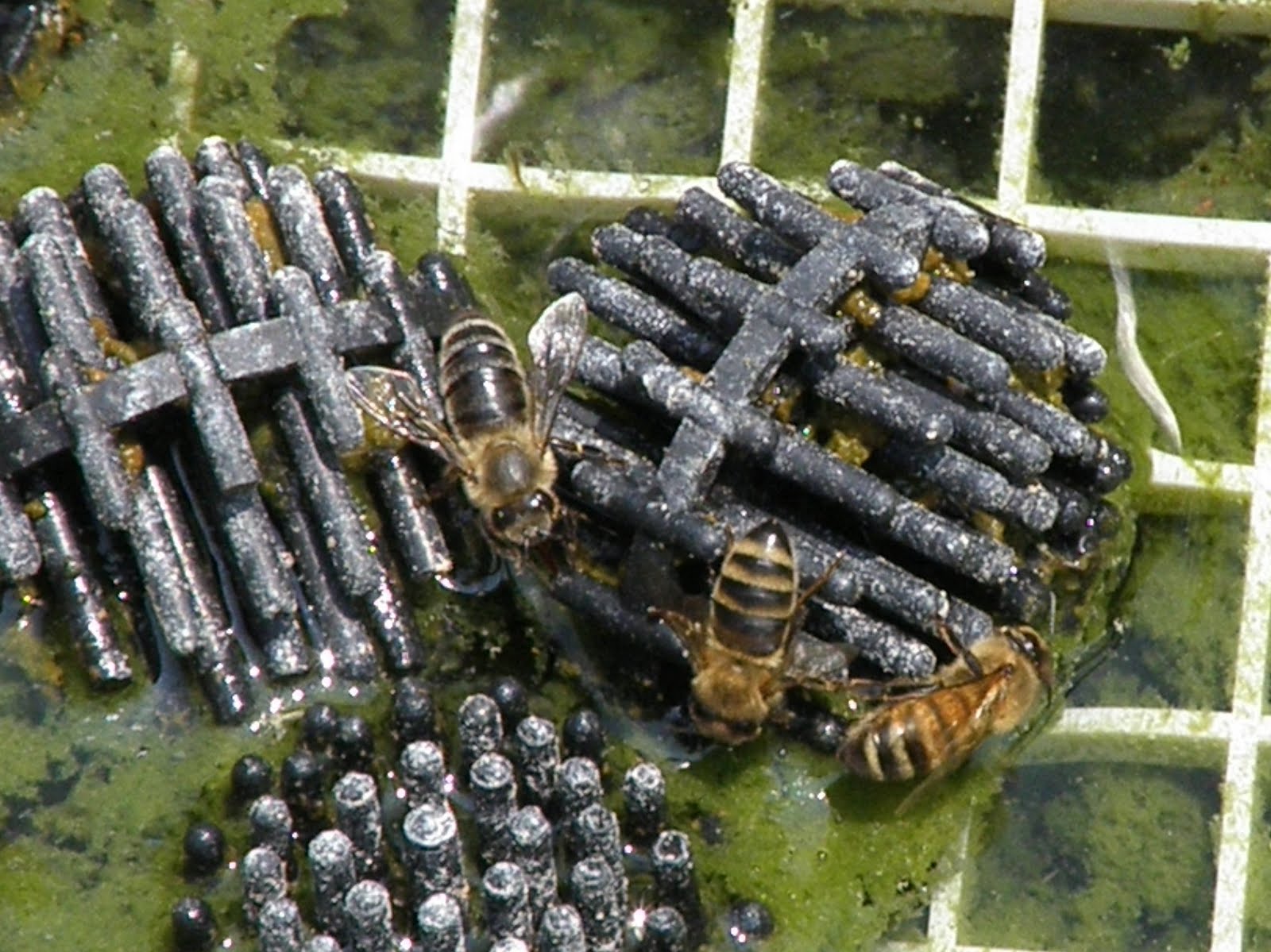 Honey Bees | Gabrielle's Garden