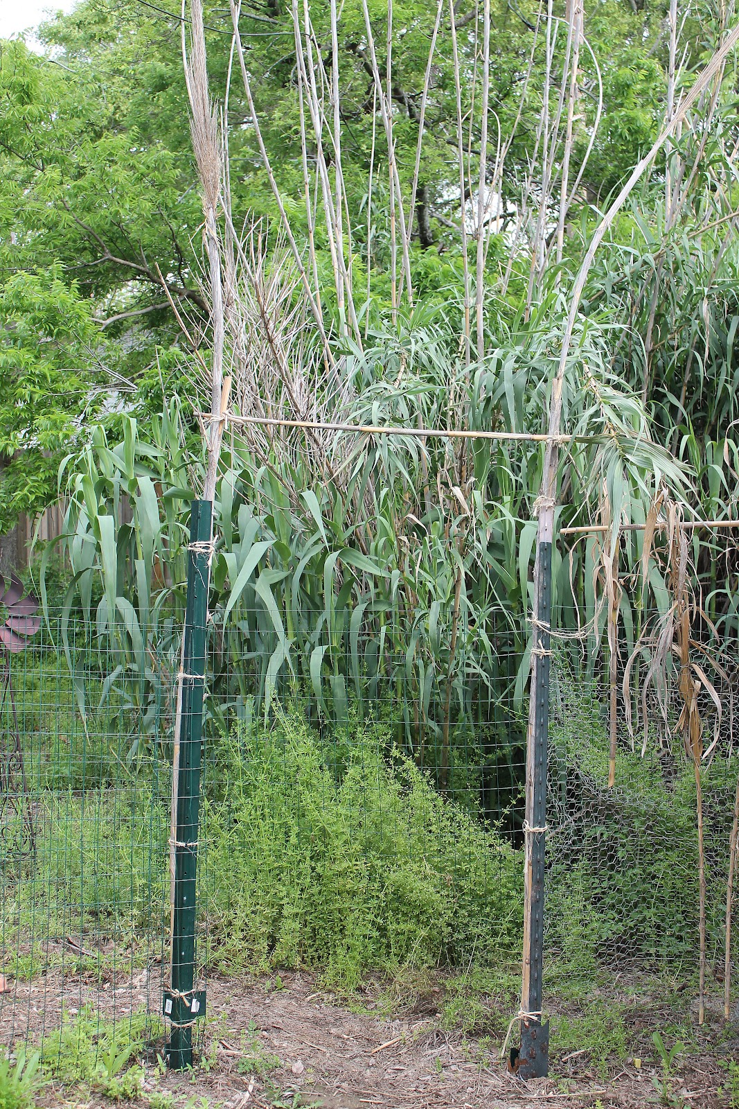 bamboo chicken coop