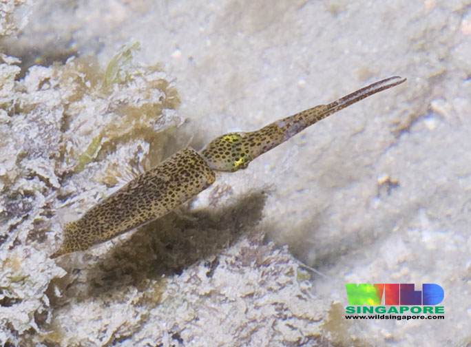 real monstrosities pygmy squid