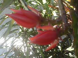 cactusorquidea epiphyllum em botão vermelha