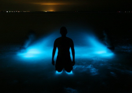 bioluminescent algae miss science