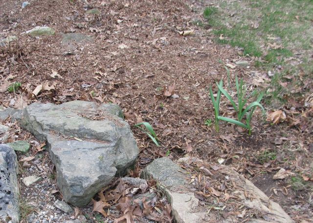 Mucknmire Daphne Carol Mackie And Other Flowers